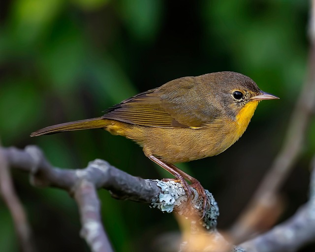 Yellowthroat