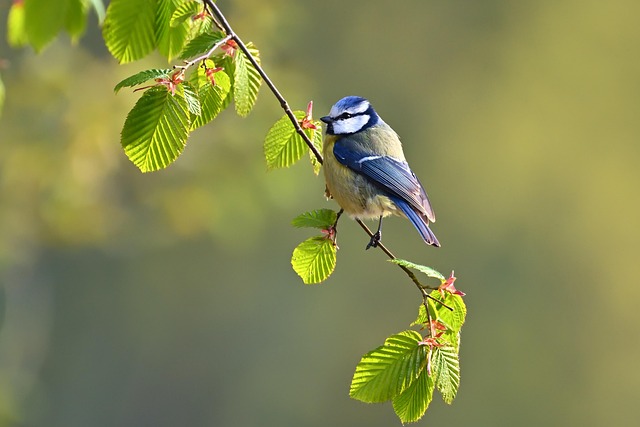 Blue Tit