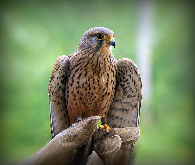 Sparrowhawk