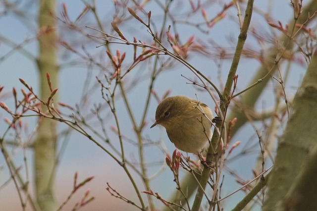 Chiffchaff