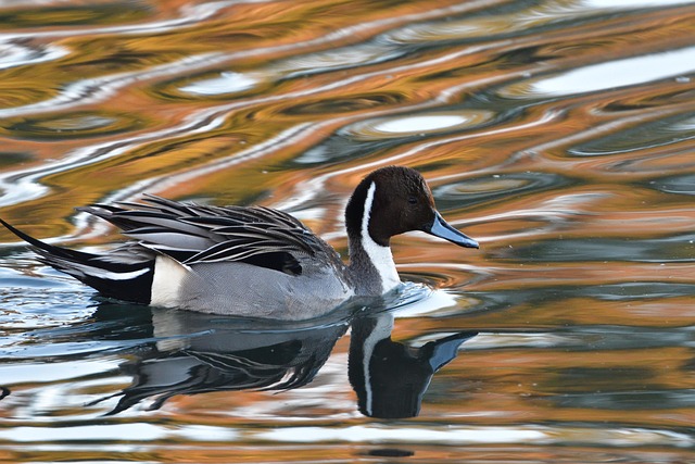 Pintail