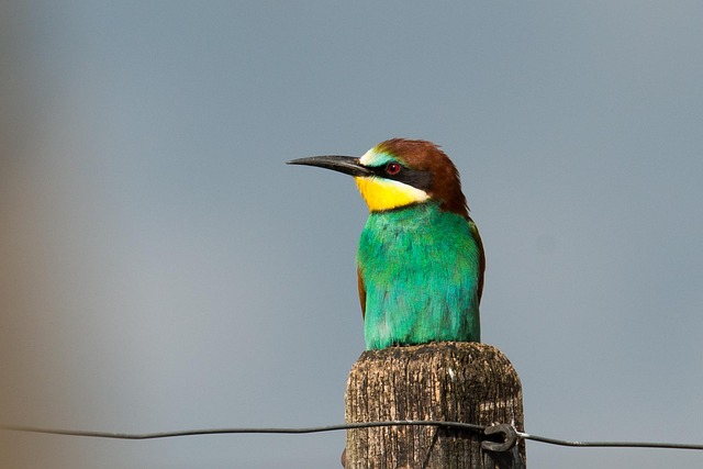 European Bee Eater
