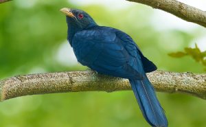 Asian Koel