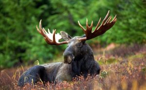 Moose