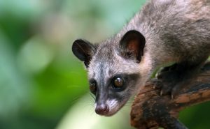 Civet
