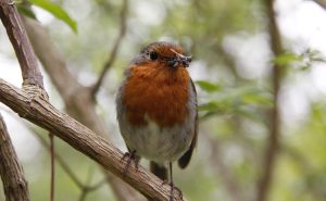 Indian Robin