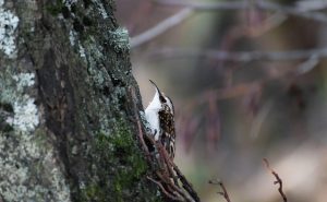 Treecreeper