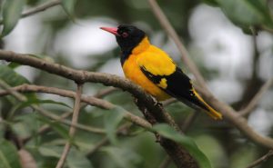 Indian Golden Oriole