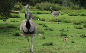 Emu