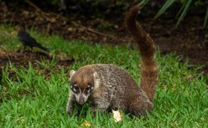 Coati