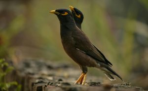 Myna