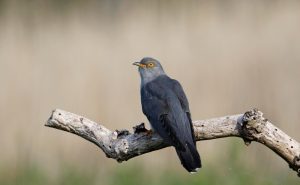 Cuckoo