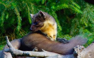 Marten