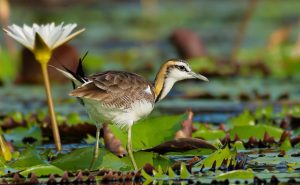 Jacana