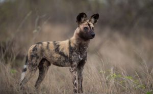 African-Wild-Dog
