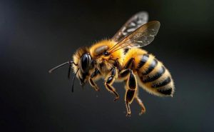 Bee