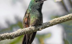 Berylline-Hummingbird