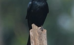 Black Drongo