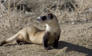 Black Footed Ferret