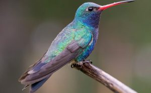 Broad-billed-Hummingbird