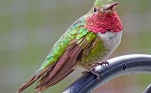 Broad-tailed-Hummingbird