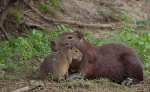 Capybara