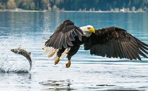 Eagle