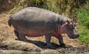 Hippopotamus