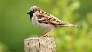 Sparrow