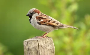 Sparrow
