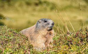 Marmot