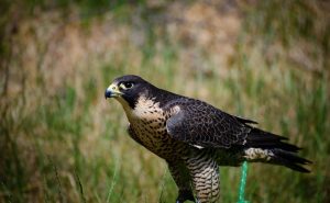 Peregrine Falcon