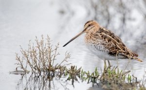 Snipe