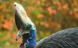 Southern-Cassowary