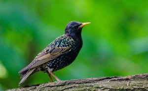 Starling