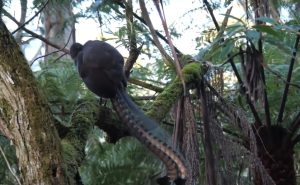 Superb Lyrebird