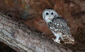 Tawny-Owl