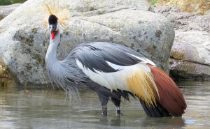Grey Crowned Crane