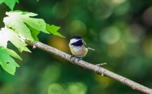Chickadee