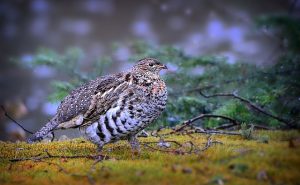 Grouse