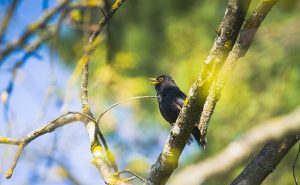 Blackbird