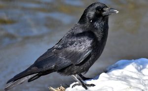 Raven