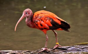 Ibis