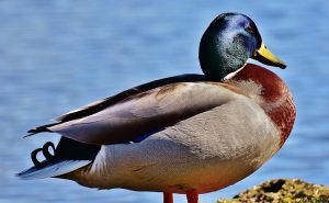 Mallard
