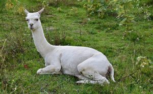 Alpaca