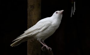 Jackdaw