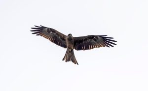 Golden Eagle