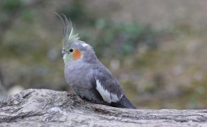 Cockatiel