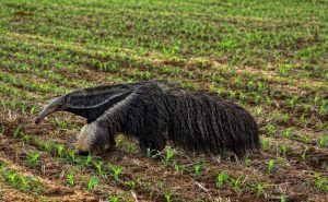 Anteater