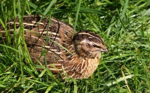 Quail
